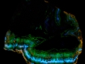 2169-P38C-SW,MW-PHOS